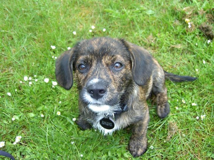 Blanding af racer Dalton billede 1