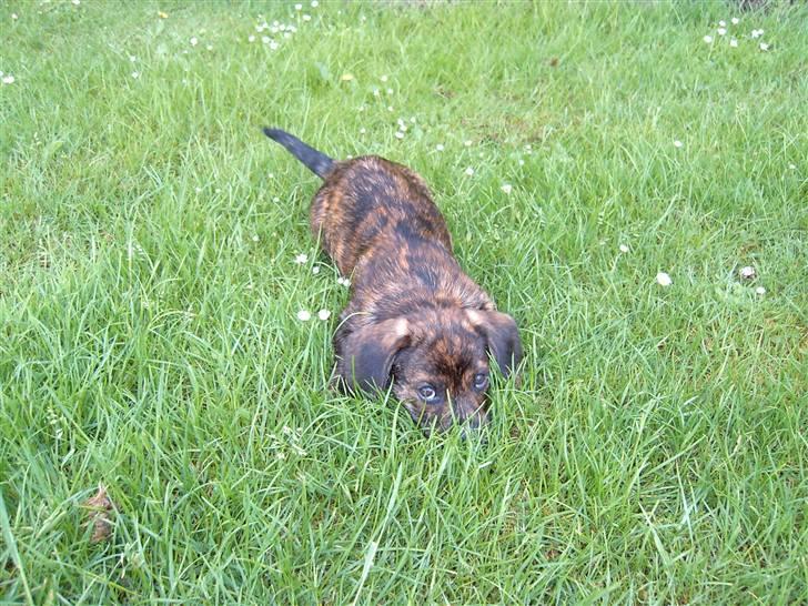 Blanding af racer Dalton billede 2