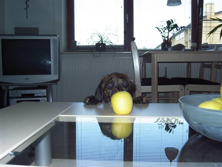 Blanding af racer Dalton billede 3