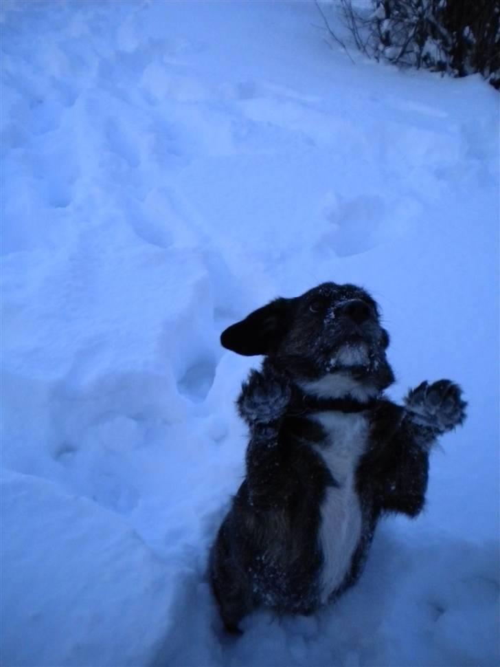 Blanding af racer Dalton billede 4