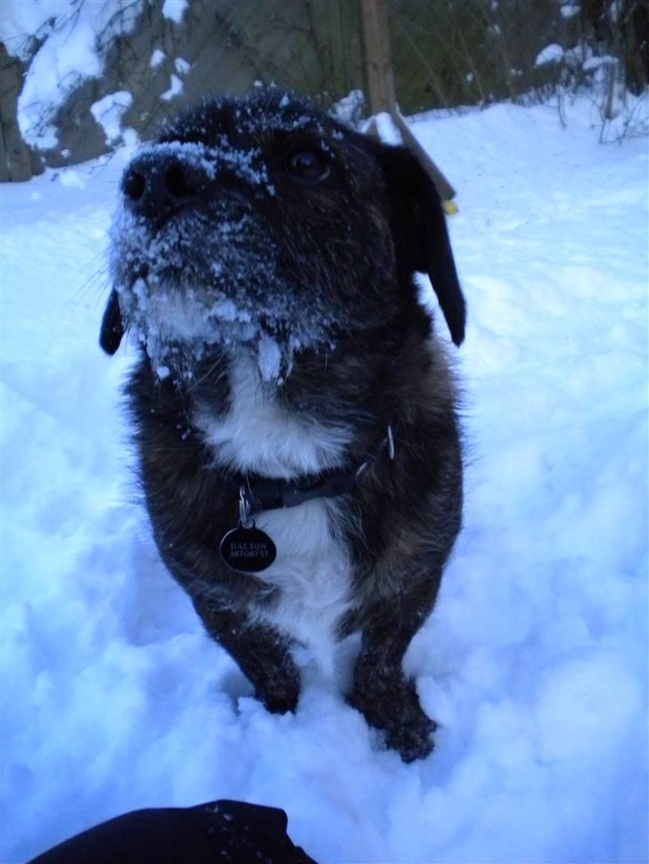 Blanding af racer Dalton billede 5