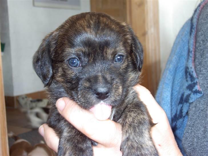 Blanding af racer Dalton billede 6