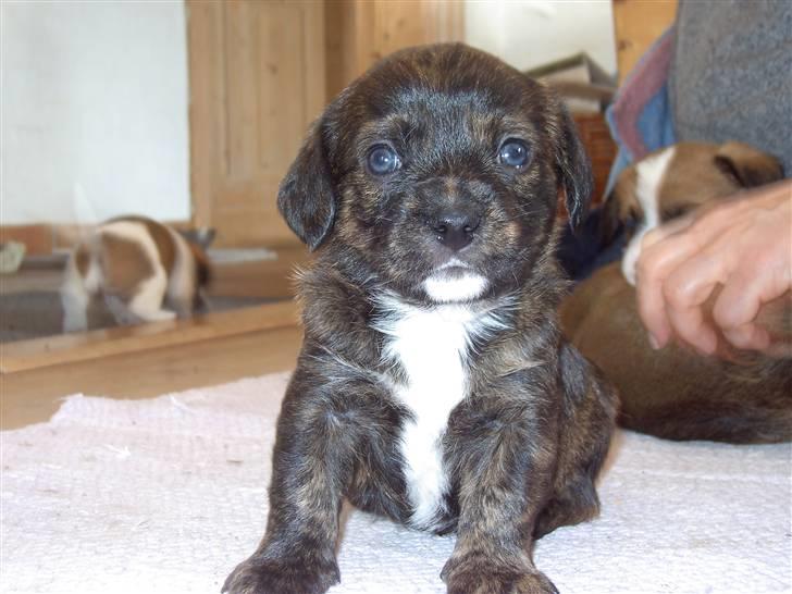 Blanding af racer Dalton billede 7