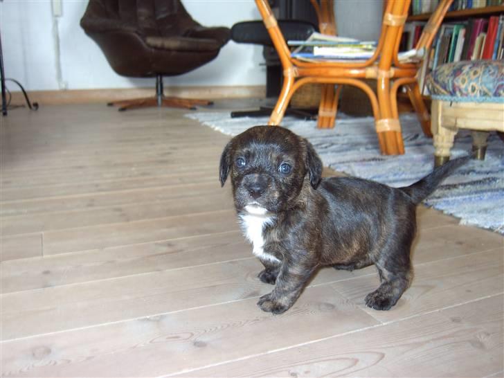 Blanding af racer Dalton billede 8