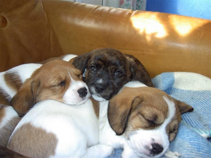 Blanding af racer Dalton billede 9