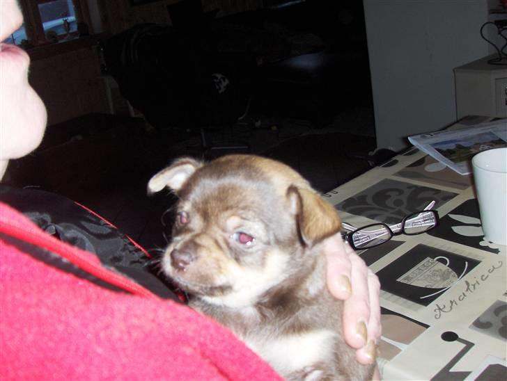 Chihuahua nadia - nadia foto fra i dag er ved at få strit øre ss :) forto er fra 31/11 billede 16