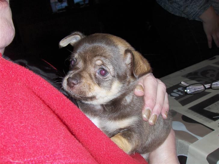 Chihuahua nadia - også fra i dag den 31/11 billede 17