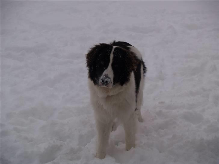 Landseer Gaia billede 8