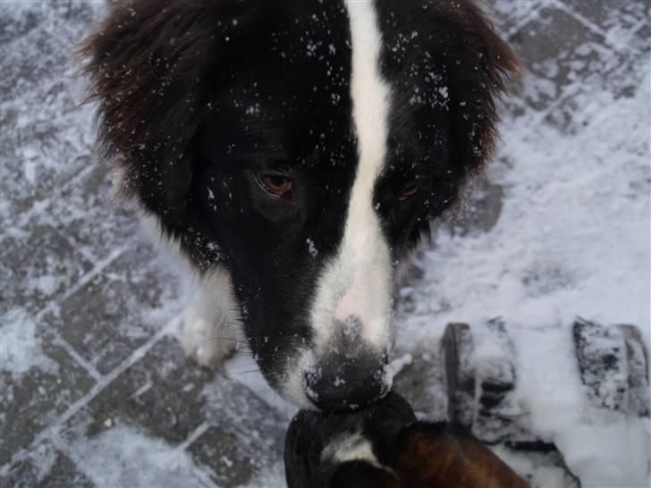 Landseer Gaia billede 9