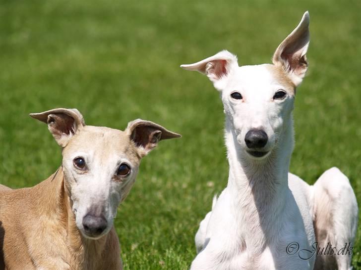 Whippet Bonzo (Himmelhund) billede 9