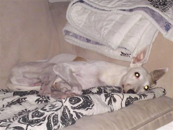 Whippet Bonzo (Himmelhund) billede 10