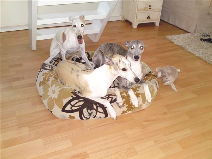 Whippet Bonzo (Himmelhund) billede 11
