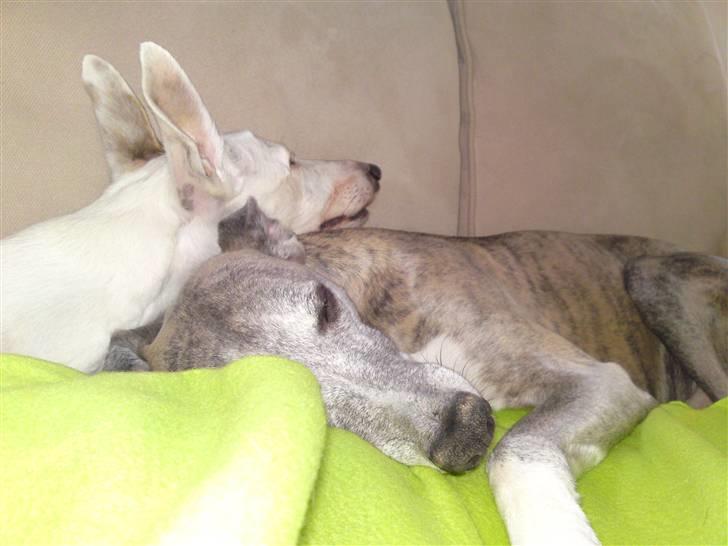 Whippet Bonzo (Himmelhund) billede 12