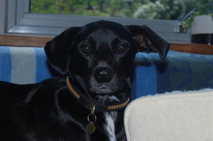 Blanding af racer Laika billede 1