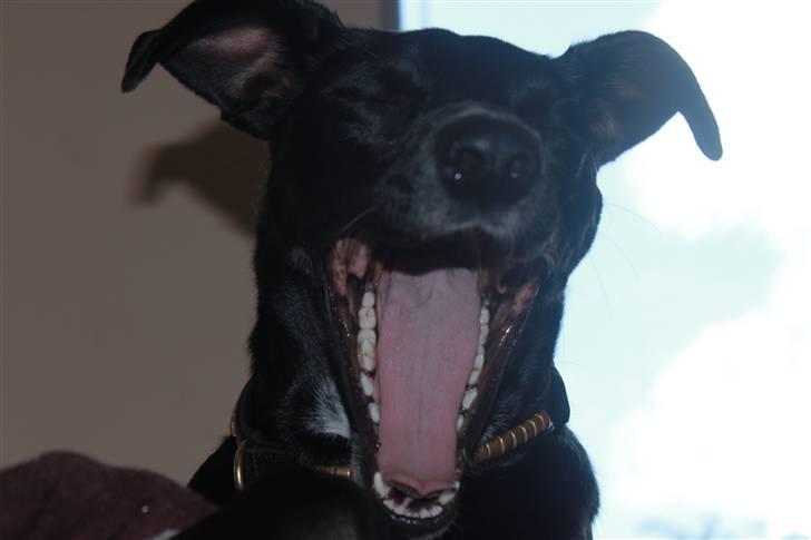 Blanding af racer Laika billede 2