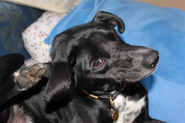 Blanding af racer Laika billede 3