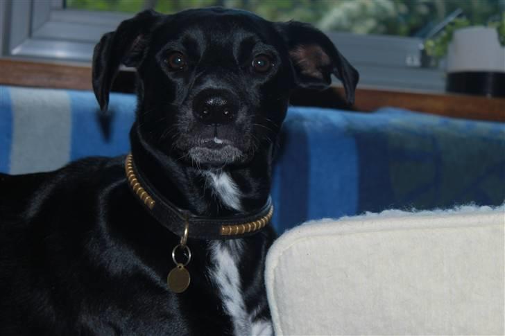 Blanding af racer Laika billede 4