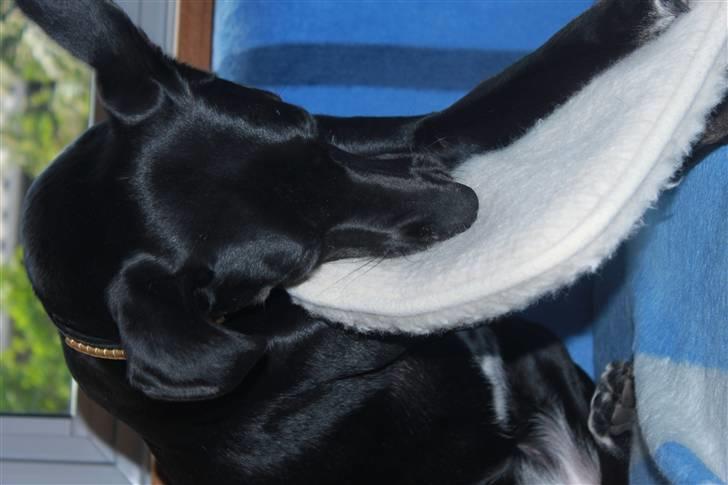 Blanding af racer Laika billede 5