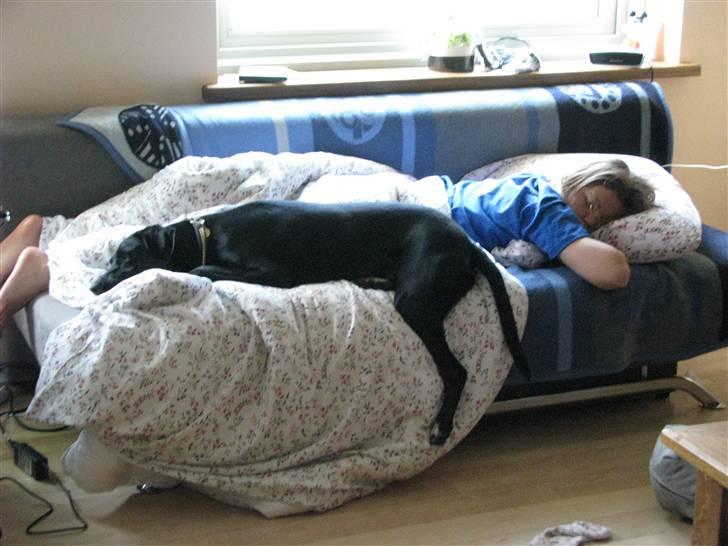 Blanding af racer Laika billede 6