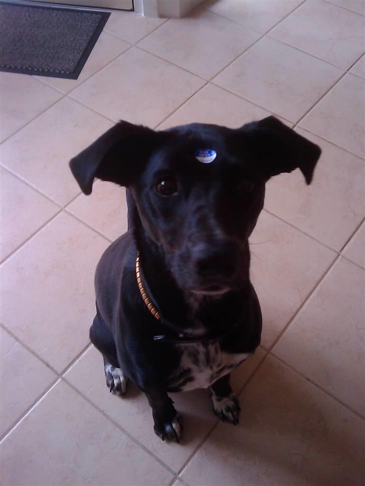 Blanding af racer Laika billede 7