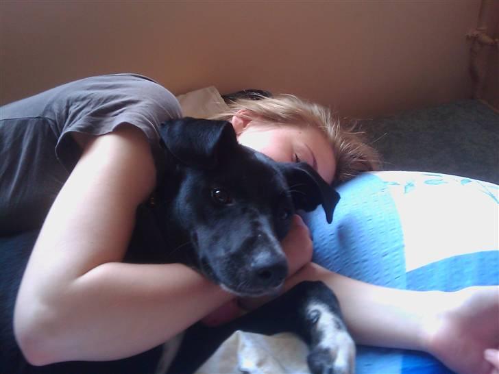 Blanding af racer Laika billede 8