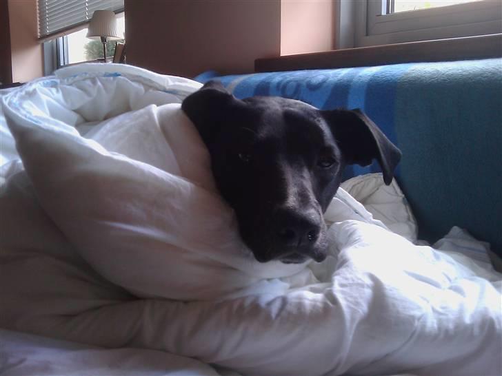 Blanding af racer Laika billede 9