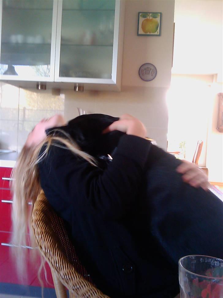 Blanding af racer Laika billede 10