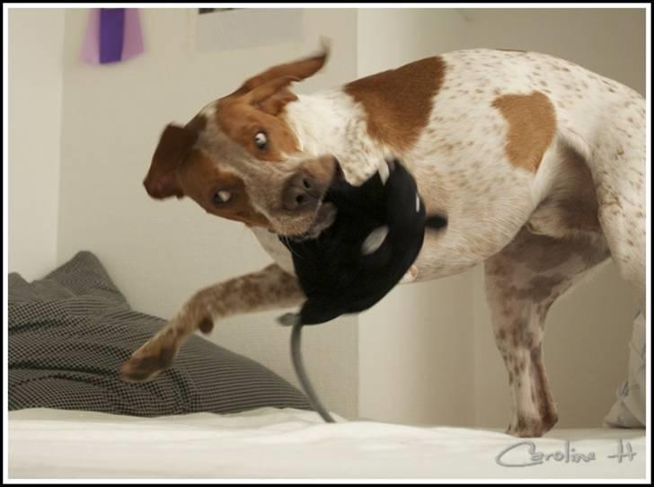 Blanding af racer Tazman -  Mars 2011 billede 3