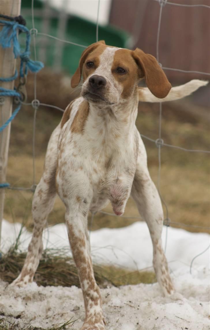 Blanding af racer Tazman -  Mars 2010 billede 5