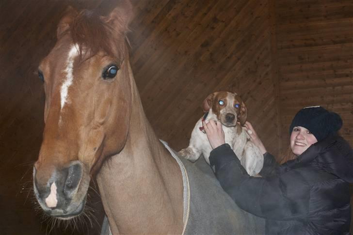 Blanding af racer Tazman - Februar 2011 billede 6