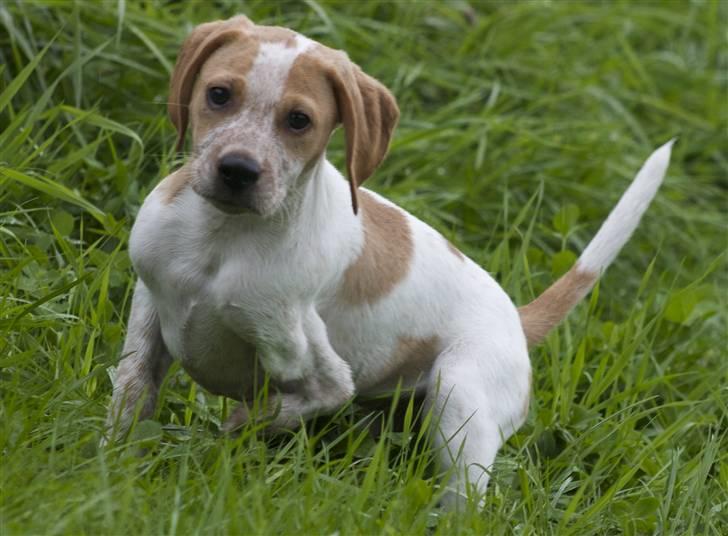 Blanding af racer Tazman - Juli 2009 billede 7