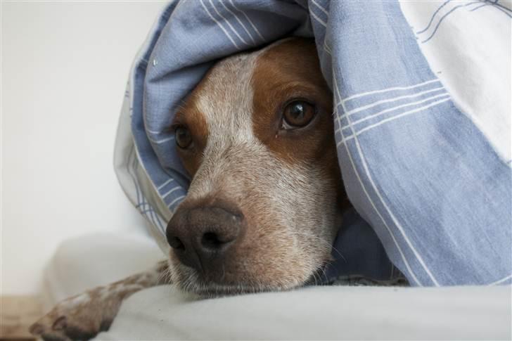 Blanding af racer Tazman - Mars 2011 billede 2