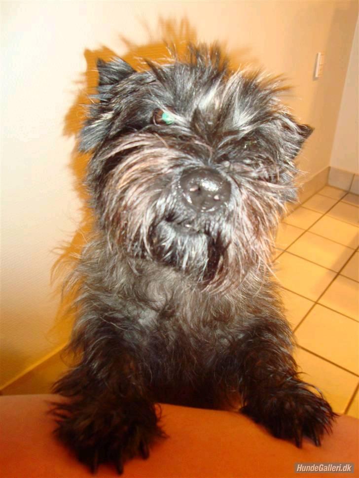 Cairn terrier Luna - Arh hvor dejligt at ligge i sengen og putte :-) billede 1