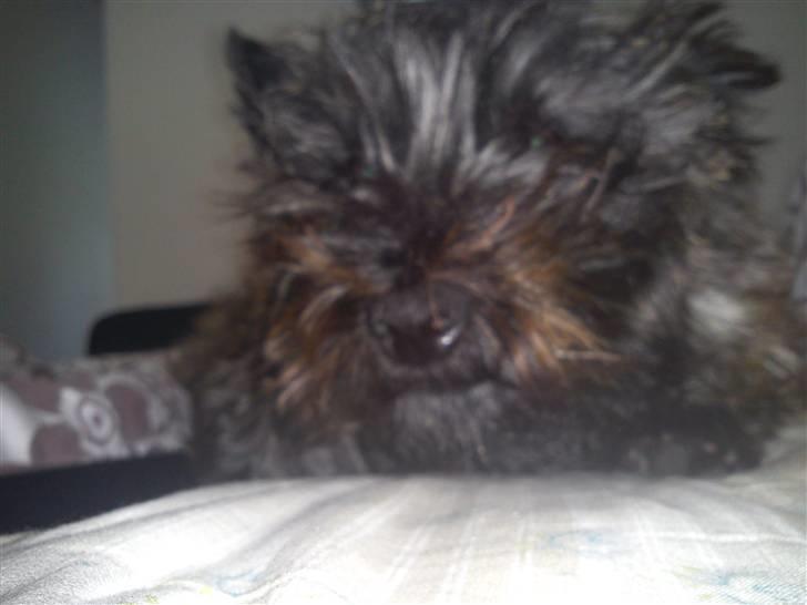 Cairn terrier Luna - Halløøj , er du der :-) billede 3