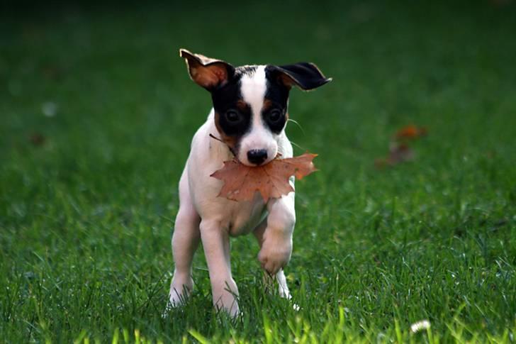 Dansk svensk gaardhund Ludo billede 1