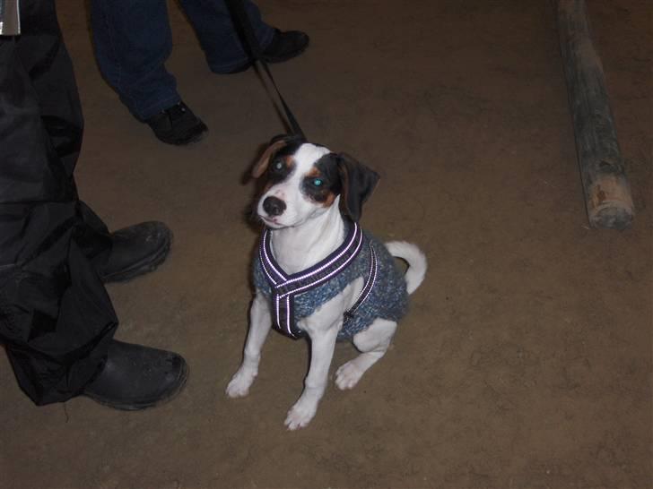 Dansk svensk gaardhund Ludo billede 2