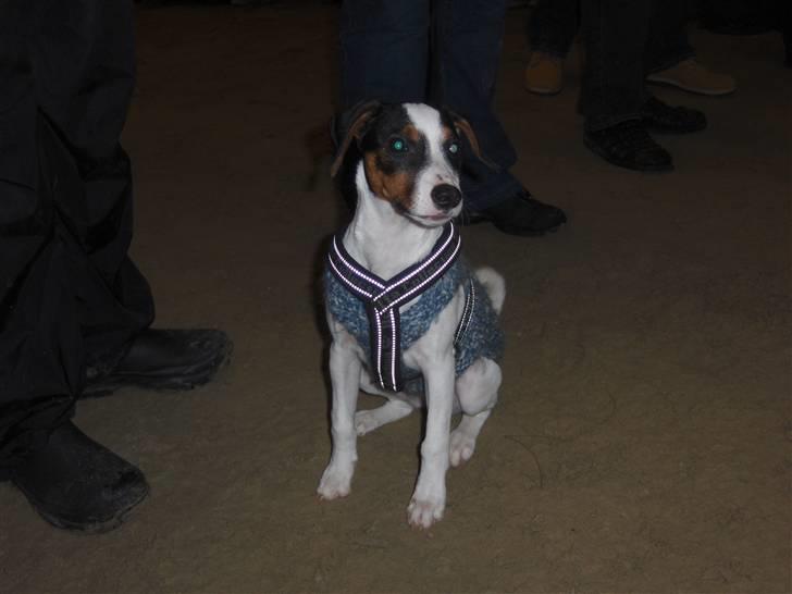 Dansk svensk gaardhund Ludo billede 3