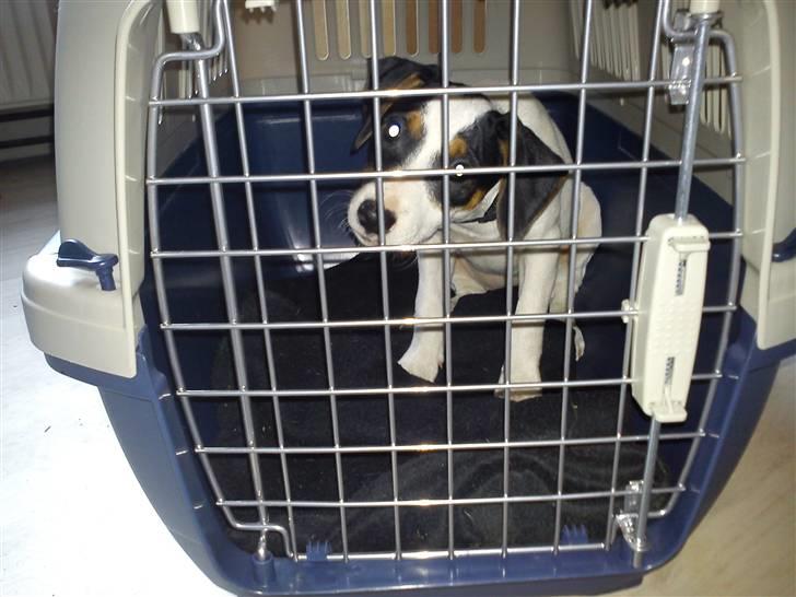 Dansk svensk gaardhund Ludo billede 4