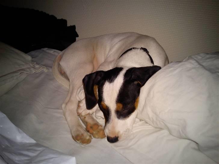 Dansk svensk gaardhund Ludo billede 5