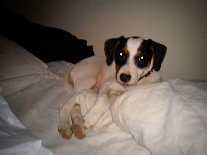 Dansk svensk gaardhund Ludo billede 6