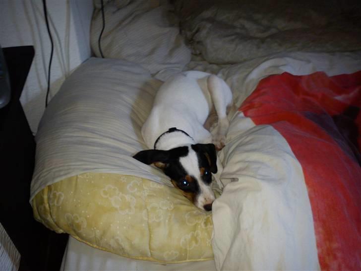 Dansk svensk gaardhund Ludo billede 7