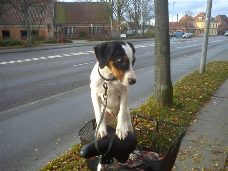 Dansk svensk gaardhund Ludo billede 8