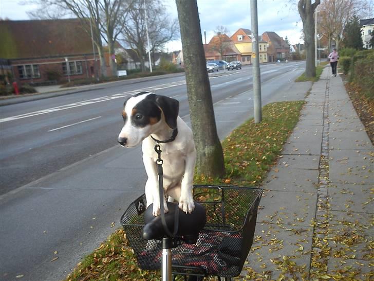 Dansk svensk gaardhund Ludo billede 9