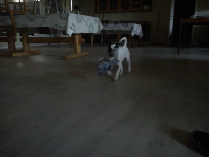 Dansk svensk gaardhund Ludo billede 10