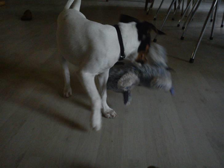 Dansk svensk gaardhund Ludo billede 11