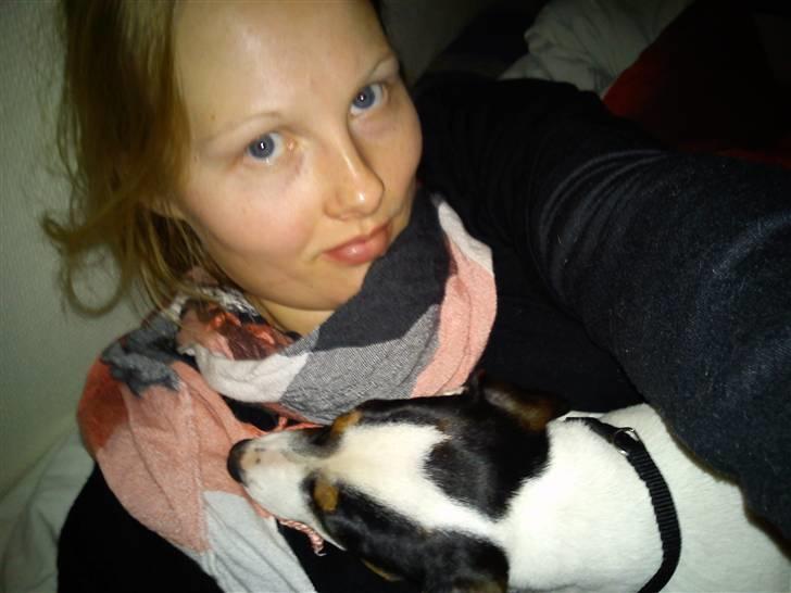 Dansk svensk gaardhund Ludo billede 12