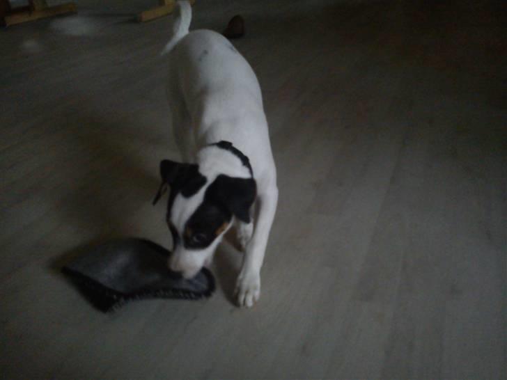 Dansk svensk gaardhund Ludo billede 13