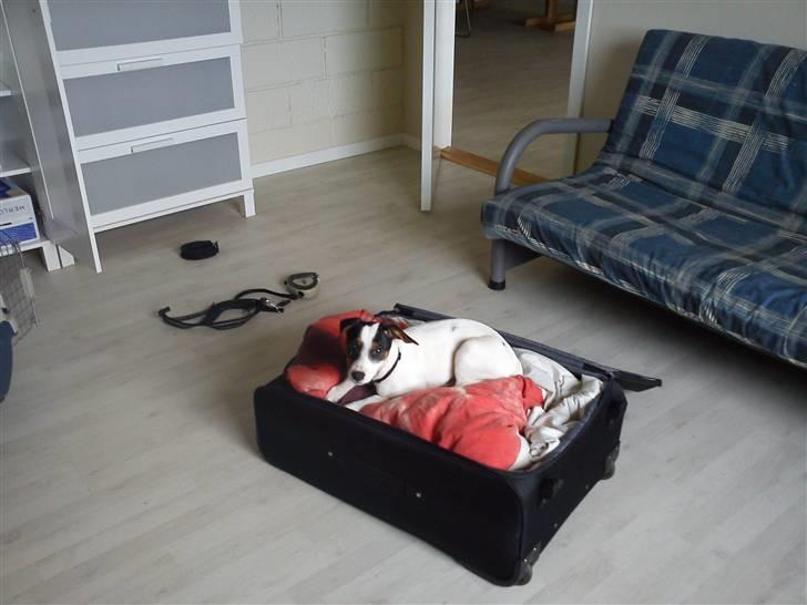 Dansk svensk gaardhund Ludo billede 14