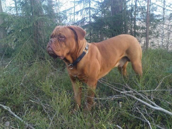Dogue de bordeaux Rosco - Rosco i skoven billede 4