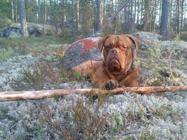 Dogue de bordeaux Rosco - Smukke Rosco i skoven ;o) billede 5